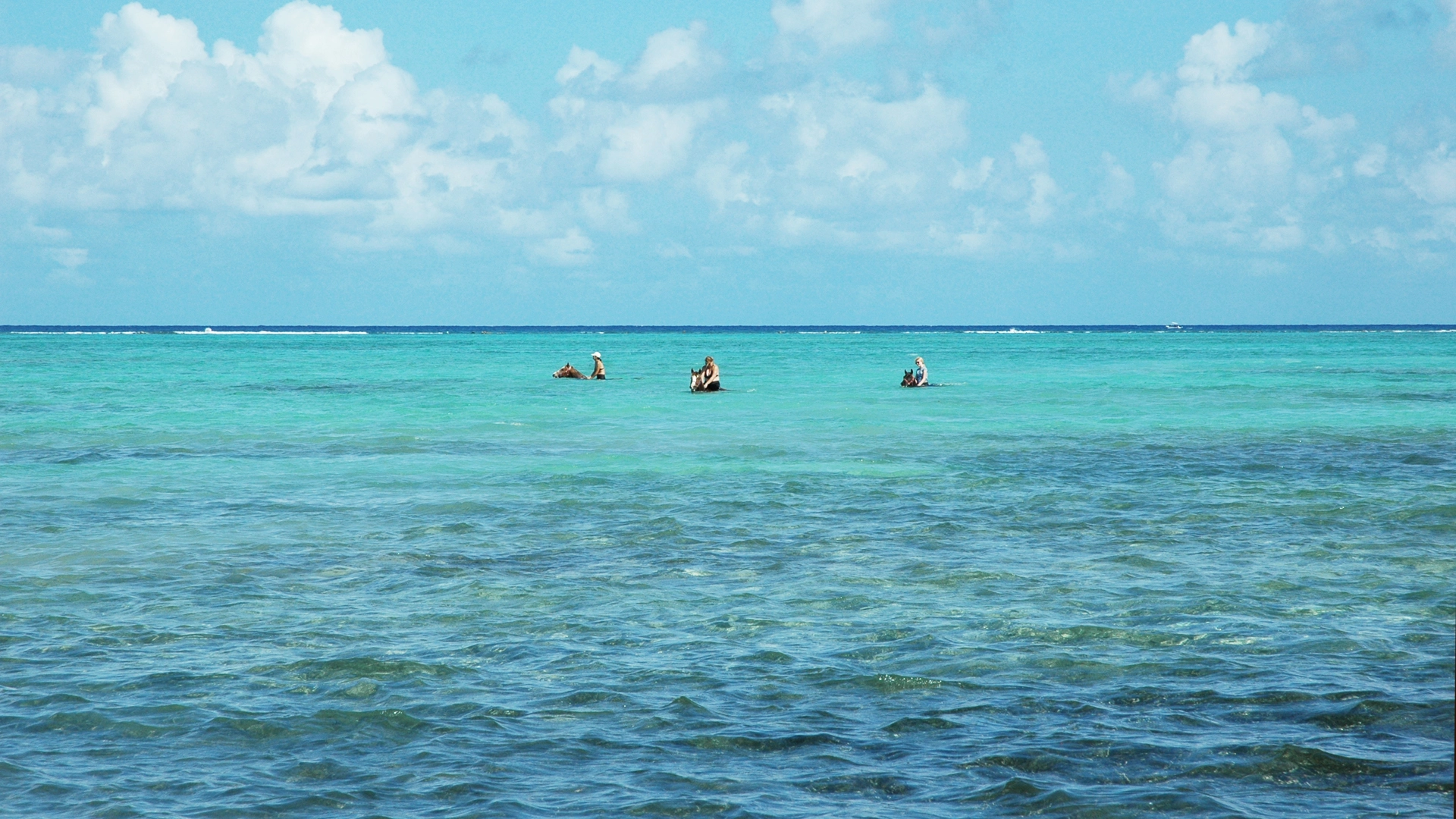 Bareback swimming with horses Grand Cayman